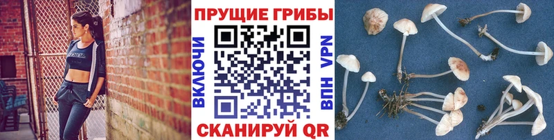Псилоцибиновые грибы Psilocybe  как найти закладки  Соль-Илецк 